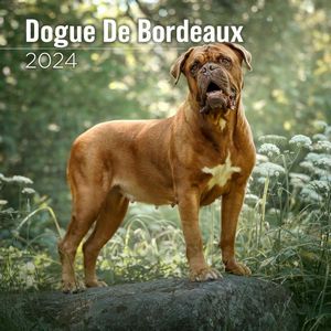 Dogue De Bordeaux 2024 Wall Calendar