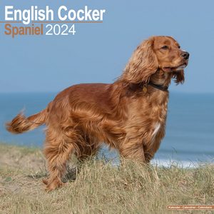 English Cocker Spaniel 2024 Calendar