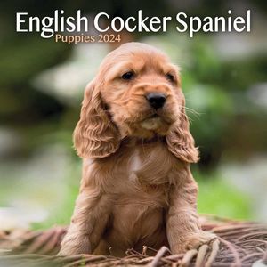 English Cocker Spaniel 2024 Wall Calendar