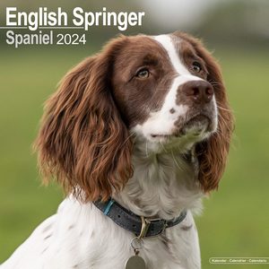 English Springer Spaniel 2024 Calendar