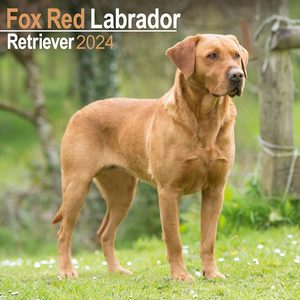 Fox Red Labrador Retriever 2024 Calendar