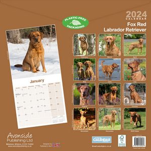 Fox Red Labrador Retriever 2024 Calendar