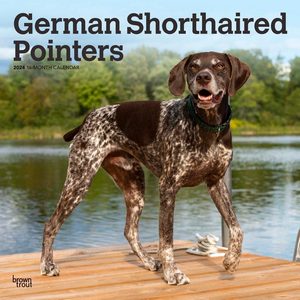 German Shorthaired Pointers 2024 Calendar