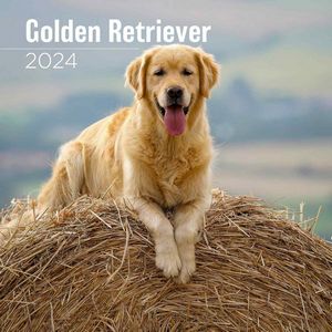 Golden Retriever 2024 Wall Calendar