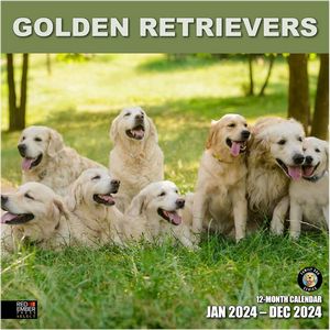 Golden Retrievers 2024 Calendar