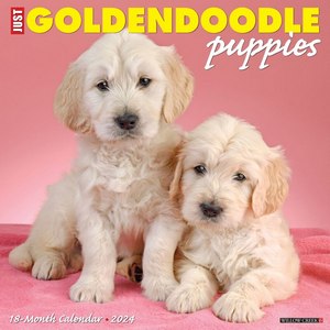 Goldendoodle Puppies 2024 Calendar
