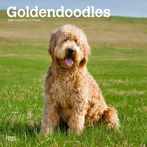 Goldendoodles 2024 Calendar