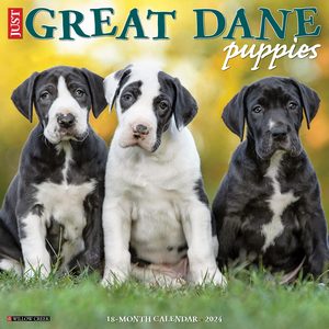 Great Dane Puppies 2024 Calendar