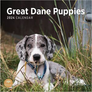 Great Dane Puppies 2024 Calendar