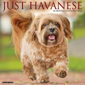 Havanese 2024 Calendar