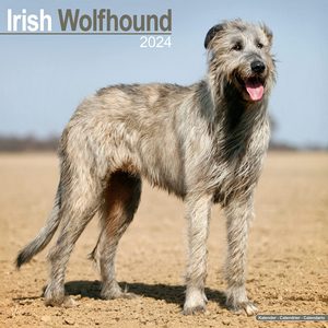 Irish Wolfhound 2024 Calendar