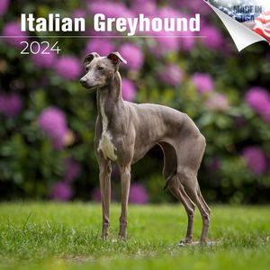 Italian Greyhound 2024 Calendar
