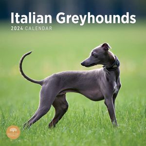 Italian Greyhounds 2024 Calendars