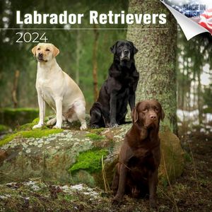 Labrador Retrievers 2024 Calendar