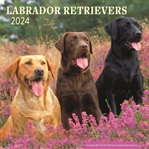 Labrador Retrievers 2024 Calendar