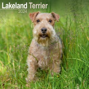 Lakeland Terrier 2024 Calendar