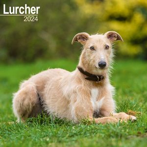 Lurcher 2024 Calendar
