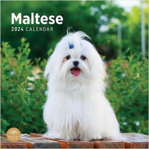 Maltese 2024 Calendar
