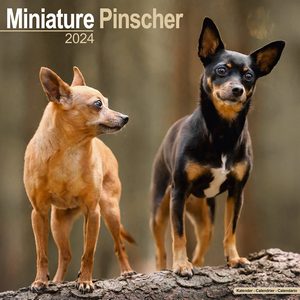 Miniature Pinscher 2024 Calendar