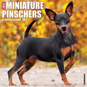 Miniature Pinschers 2024 Calendar