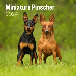 Miniature Pinscher 2024 Wall Calendar