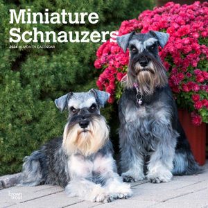 Miniature Schnauzers 2024 Calendar