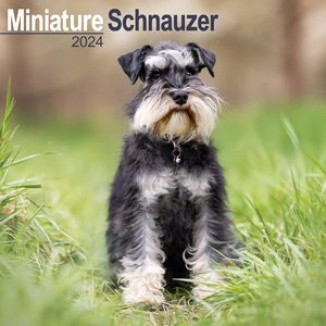 Miniature Schnauzer 2024 Calendar