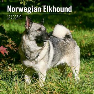 Norwegian Elkhound 2024 Wall Calendar
