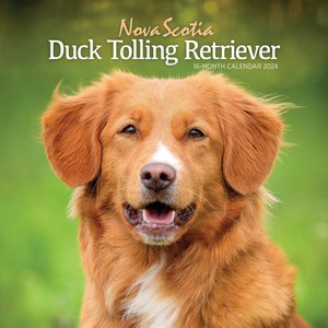 Nova Scotia Duck Tolling Retriever 2024 Calendar