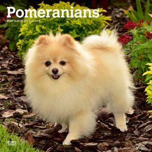 Pomeranians 2024 Calendar