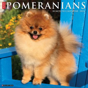 Pomeranians 2024 Calendars