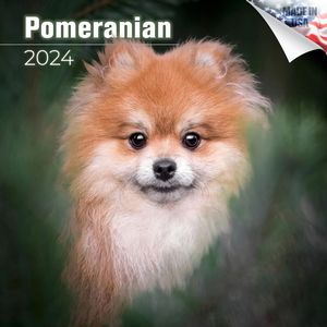 Pomeranian 2024 Calendar