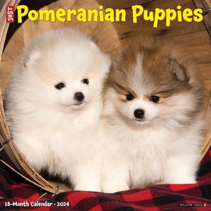 Pomeranian Puppies 2024 Calendar