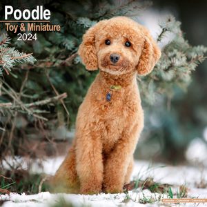 Poodles 2024 Calendars