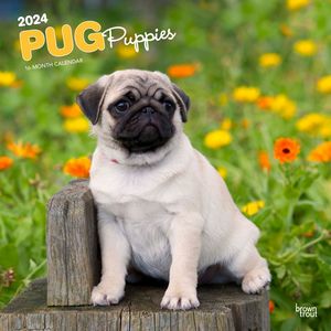Pugs 2024 Calendars
