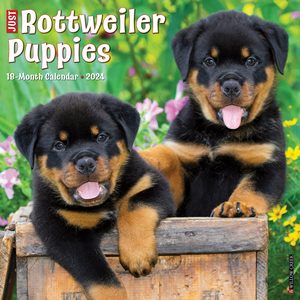 Rottweiler Puppies 2024 Calendar
