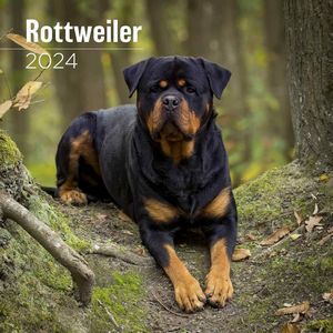 Rottweiler 2024 Calendar