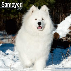 Samoyed 2024 Calendar