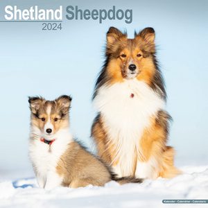Shetland Sheepdog 2024 Calendar