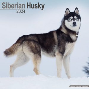 Siberian Husky 2024 Calendars