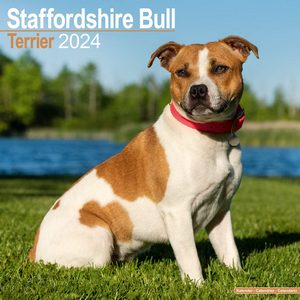Staffordshire Bull Terrier 2024 Calendar