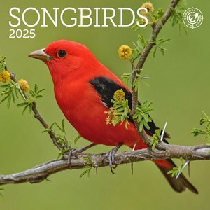 Songbirds 2025 Mini Wall Calendar