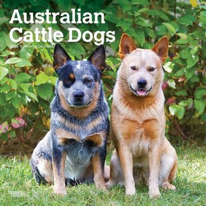 Australian Cattle Dogs 2025 Calendar
