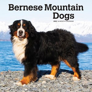 Bernese Mountain Dogs 2025 Calendar