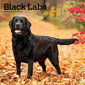 Black Labs 2025 Calendar