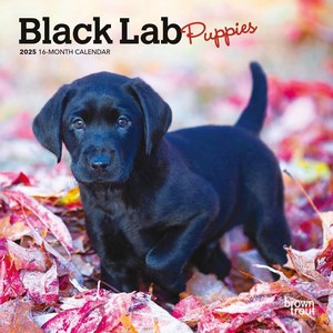 Black Lab Puppies 2025 Mini Wall Calendar