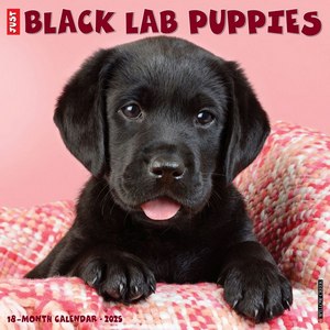 Just Lab Black Puppies 2025 Wall Calendar