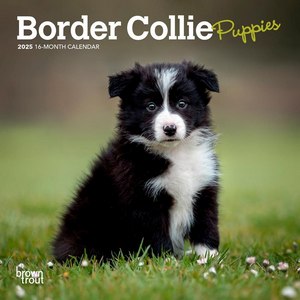 Border Collie Puppies 2025 Mini Wall Calendar