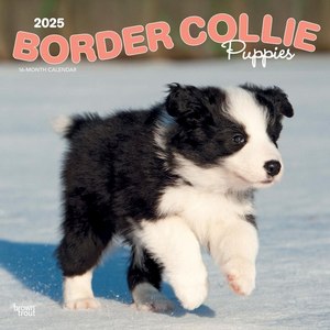 Border Collie Puppies 2025 Wall Calendar