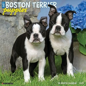 Just Boston Terrier Puppies 2025 Wall Calendar